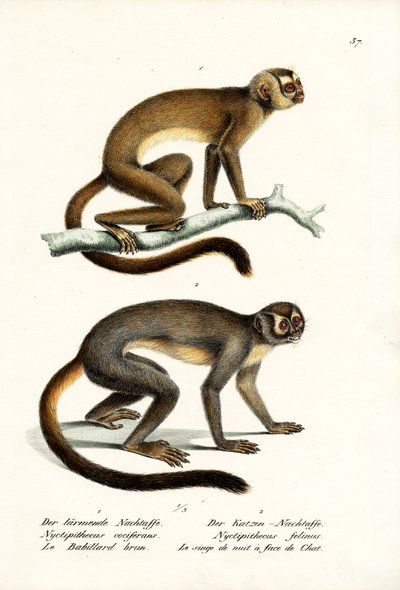 Owl Monkeys, 1824 by Karl Joseph Brodtmann